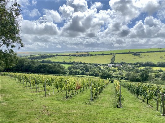 Valley view of vineyard